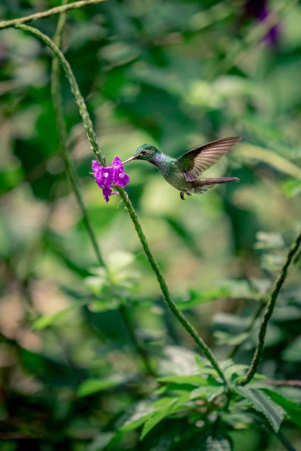 The Hummingbird Hotel Bocas del Toro Exterior photo
